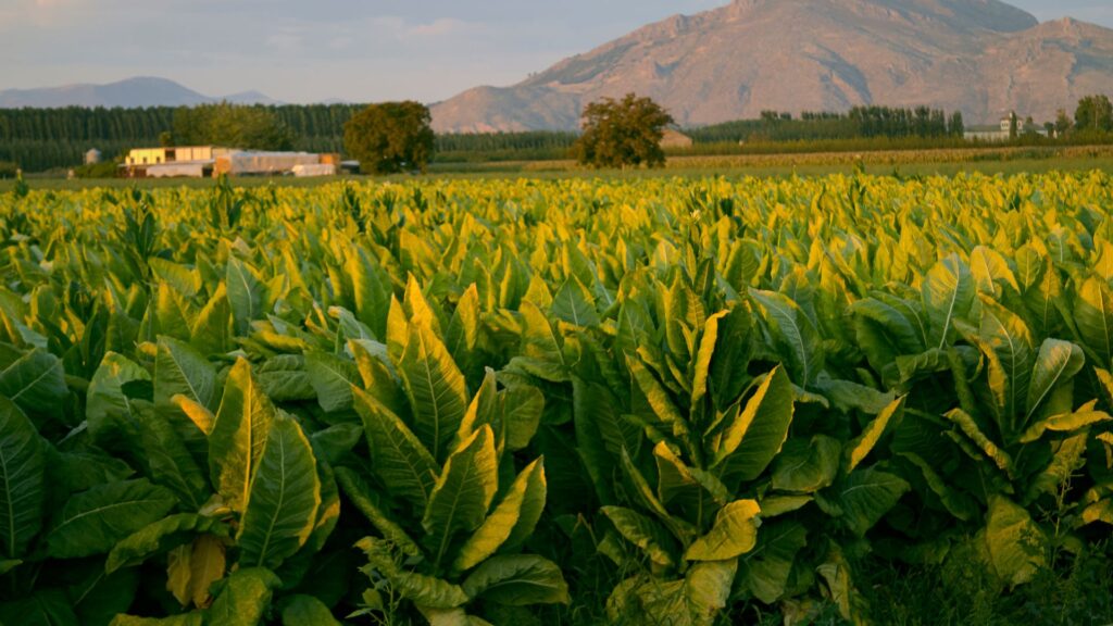 Native Tobacco Farm