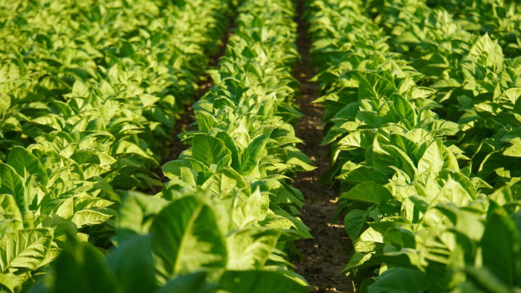 Organic Tobacco